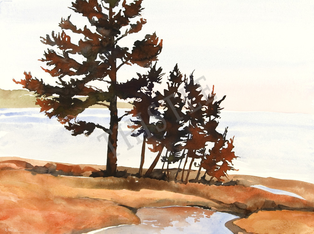 PINES AT SUNRISE By Rich Thistle©