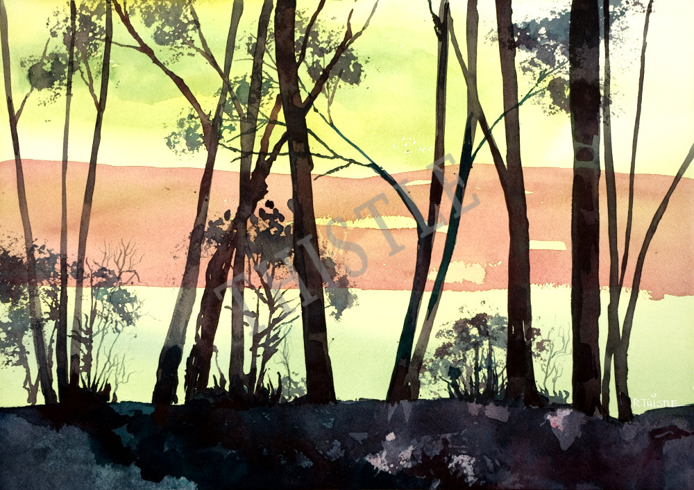 THROUGH THE TREES By Rich Thistle©