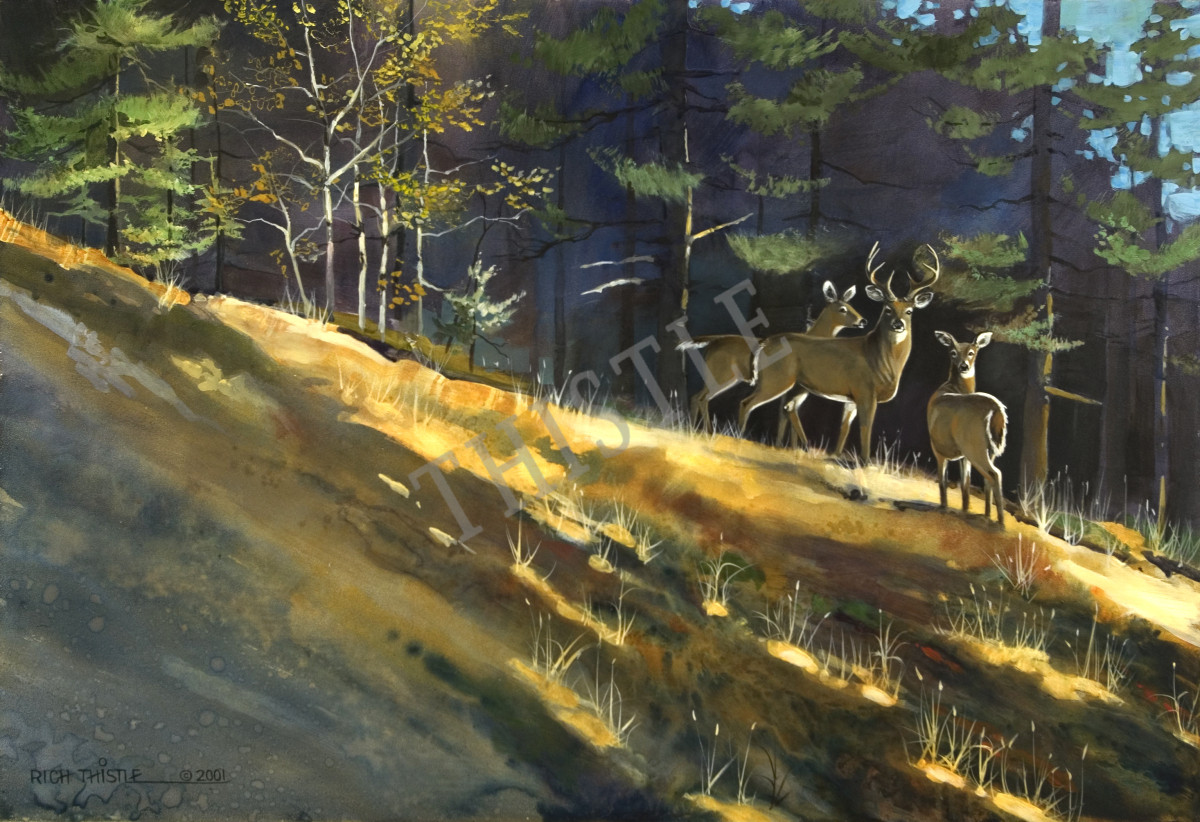 WASAGA WHITETAILS By Rich Thistle©