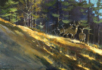 WASAGA WHITETAILS By Rich Thistle©